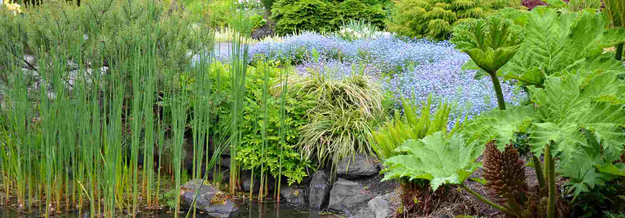 Passende Pflanzen für Ihren Garten auswählen?