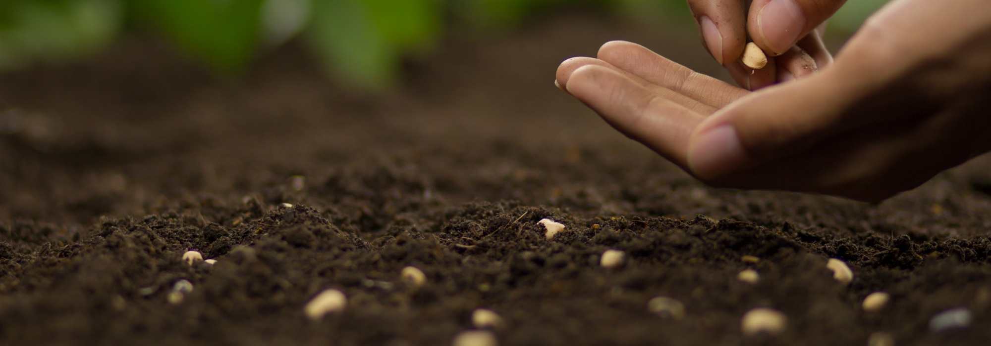 Herbst-Aussaat unter Schutz: längere Gartensaison