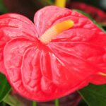 Flamingoblume: Anbau und Pflege