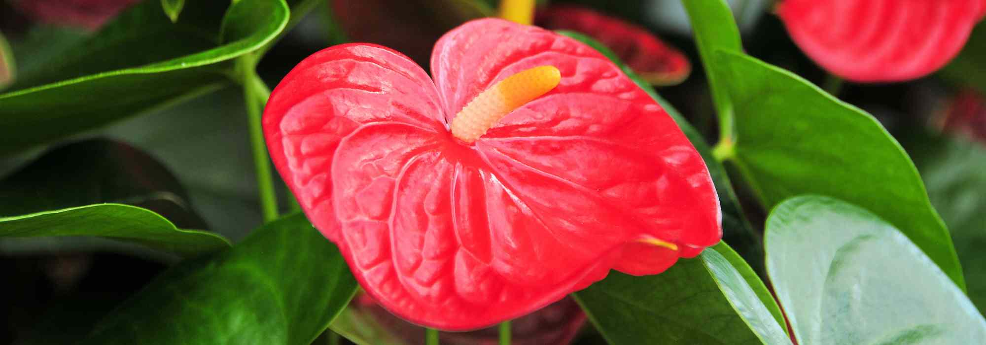 Flamingoblume: Anbau und Pflege