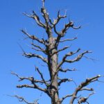 Rosskastanie: Rückschnitt – wie und wann?