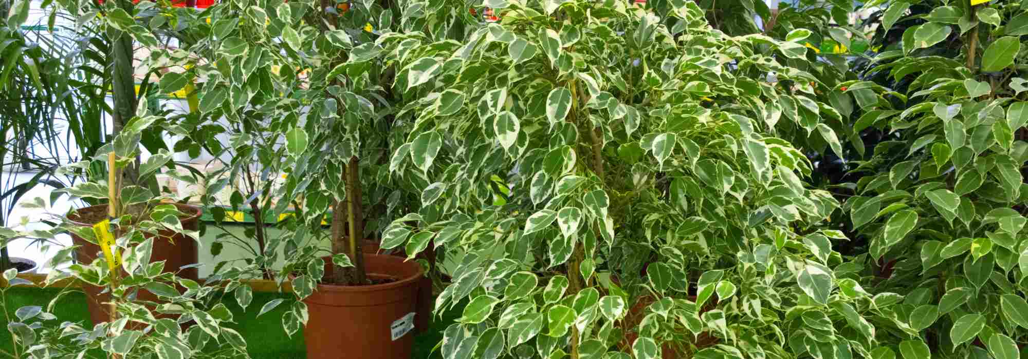 Zimmerficus: Pflege und Anbau