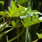 Philodendron: Pflege und Tipps