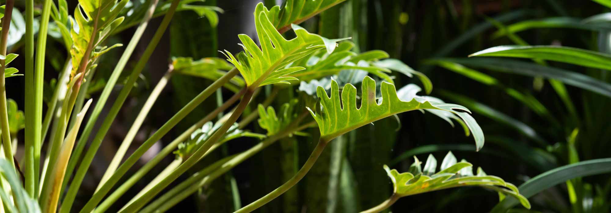 Philodendron: Pflege und Tipps