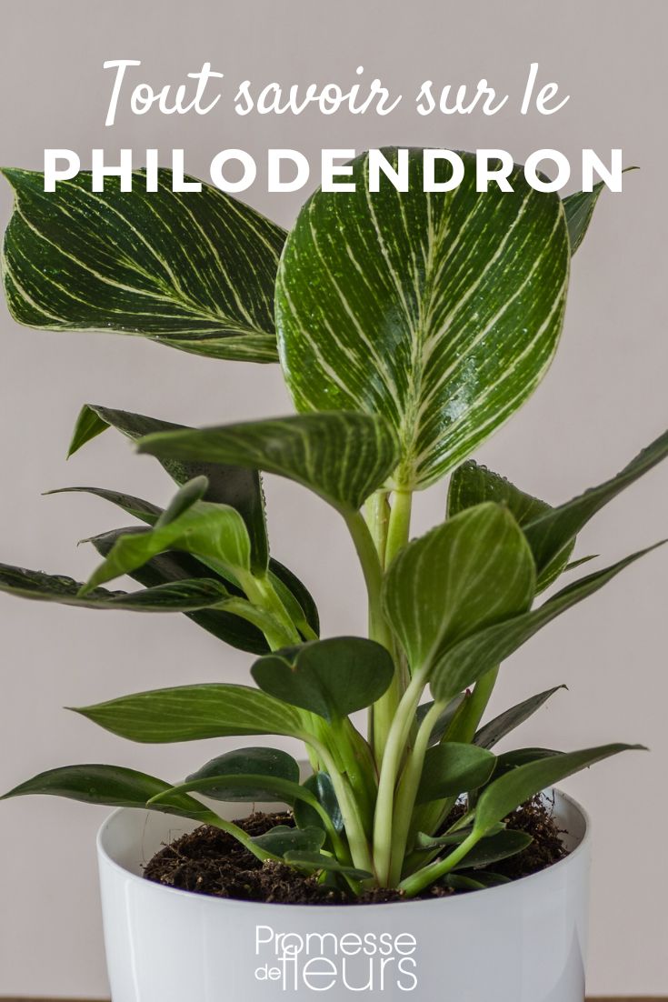 Alles über den Philodendron

Der Philodendron ist eine der beliebtesten Zimmerpflanzen, die sowohl bei Anfängern als auch bei erfahrenen Pflanzenliebhabern geschätzt wird. Mit seiner beeindruckenden Vielfalt an Formen, Größen und Farben ist er eine Bereicherung für jedes Zuhause. In diesem Artikel erfahren Sie alles, was Sie über die Pflege, die verschiedenen Arten und die Besonderheiten dieser faszinierenden Pflanze wissen müssen.

### Herkunft und Eigenschaften

Der Philodendron gehört zur Familie der Aronstabgewächse (Araceae) und stammt ursprünglich aus den tropischen Regenwäldern Mittel- und Südamerikas. Es gibt über 400 verschiedene Arten, die von kletternden Rankpflanzen bis hin zu buschigen Sorten reichen. Die Blätter des Philodendrons sind oft groß, glänzend und in verschiedenen Grüntönen gefärbt, wobei einige Arten auch bunte oder rötliche Blätter aufweisen.

### Pflege des Philodendrons

#### Licht
Philodendren bevorzugen helles, indirektes Licht. Direkte Sonneneinstrahlung kann die Blätter verbrennen, während zu wenig Licht das Wachstum verlangsamt und die Blattfärbung beeinträchtigt.

#### Wasser
Gießen Sie den Philodendron regelmäßig, aber achten Sie darauf, dass die Erde zwischen den Wassergaben leicht antrocknet. Staunässe sollte vermieden werden, da dies zu Wurzelfäule führen kann.

#### Temperatur und Luftfeuchtigkeit
Diese tropische Pflanze gedeiht bei Temperaturen zwischen 18°C und 25°C und schätzt eine hohe Luftfeuchtigkeit. Besprühen Sie die Blätter gelegentlich mit Wasser oder stellen Sie die Pflanze auf eine mit Wasser gefüllte Schale mit Kieselsteinen, um die Luftfeuchtigkeit zu erhöhen.

#### Düngung
Während der Wachstumsperiode (Frühling und Sommer) sollten Sie den Philodendron alle zwei Wochen mit einem flüssigen Zimmerpflanzendünger versorgen. Im Herbst und Winter reicht eine monatliche Düngung aus.

### Beliebte Philodendron-Arten

1. **Philodendron scandens (Kletternder Philodendron)**: Eine robuste und pflegeleichte Art, die sich ideal für Anfänger eignet. Sie kann als Hängepflanze oder Kletterpflanze gezogen werden.

2. **Philodendron bipinnatifidum (Baumphilodendron)**: Diese Art zeichnet sich durch ihre großen, tief eingeschnittenen Blätter aus und kann zu einer beeindruckenden Zimmerpflanze heranwachsen.

3. **Philodendron xanadu**: Mit seinen dichten, buschigen Wuchs und den tief gelappten Blättern ist der Xanadu eine beliebte Wahl für Innenräume.

4. **Philodendron gloriosum**: Diese Art ist bekannt für ihre herzförmigen, samtigen Blätter mit auffälligen weißen Adern.

### Vermehrung

Philodendren lassen sich leicht durch Stecklinge vermehren. Schneiden Sie einfach einen Stiel mit mindestens einem Blatt und einem Luftwurzelknoten ab und setzen Sie ihn in Wasser oder direkt in die Erde. Innerhalb weniger Wochen bilden sich neue Wurzeln.

### Häufige Probleme

- **Gelbe Blätter**: Oft ein Zeichen von Überwässerung oder Nährstoffmangel.
- **Braune Blattspitzen**: Kann auf zu niedrige Luftfeuchtigkeit oder zu viel Dünger hinweisen.
- **Schädlinge**: Spinnmilben, Schildläuse und Wollläuse können gelegentlich auftreten. Regelmäßiges Abwischen der Blätter und die Verwendung von natürlichen Schädlingsbekämpfungsmitteln können helfen.

### Fazit

Der Philodendron ist eine vielseitige und pflegeleichte Pflanze, die mit ihrer Schönheit und Anpassungsfähigkeit überzeugt. Ob als Kletterpflanze, Hängepflanze oder buschige Zimmerpflanze – der Philodendron bringt ein Stück Tropen in Ihr Zuhause. Mit der richtigen Pflege und Aufmerksamkeit wird er Sie mit üppigem Wachstum und gesunden Blättern belohnen.