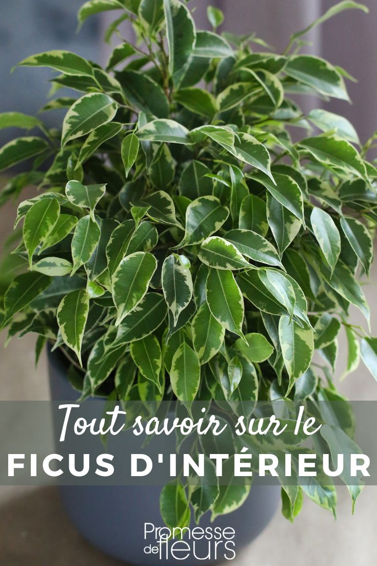 Zimmer-Ficus: Pflege und Kultivierung