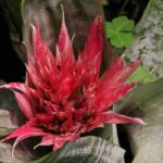 Lanzenrosette: Pflanzen, Pflege & Standort