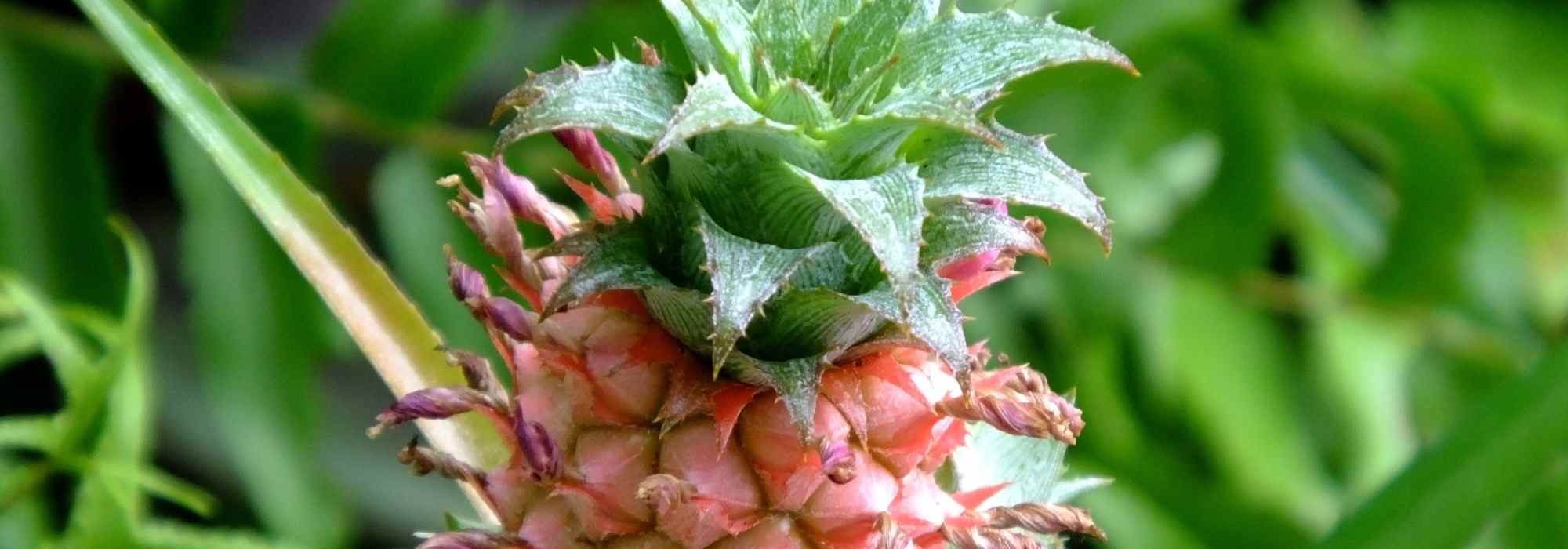 Ananas: Anbau, Pflege und Vermehrung