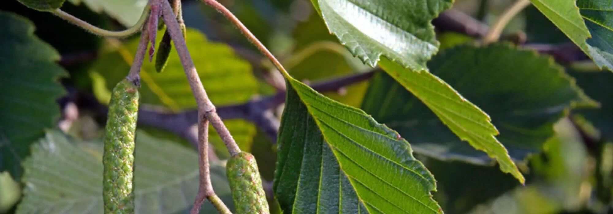 Erle wählen: der ideale Baum für Ihren Garten