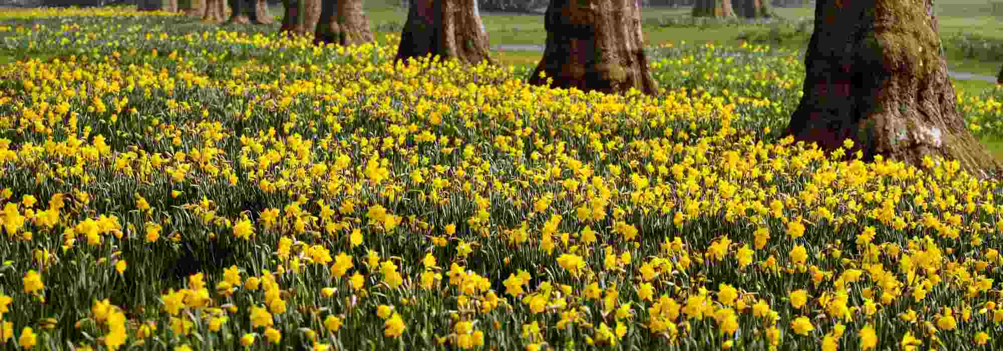 10 gelbe Frühlingszwiebeln für jeden Garten
