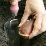 Frühlingszwiebeln pflanzen: So geht’s ins Freiland?