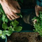 Kräuter pflanzen: Tipps für den Garten?