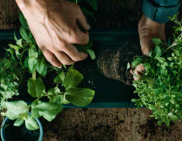 Kräuter pflanzen: Tipps für den Garten?