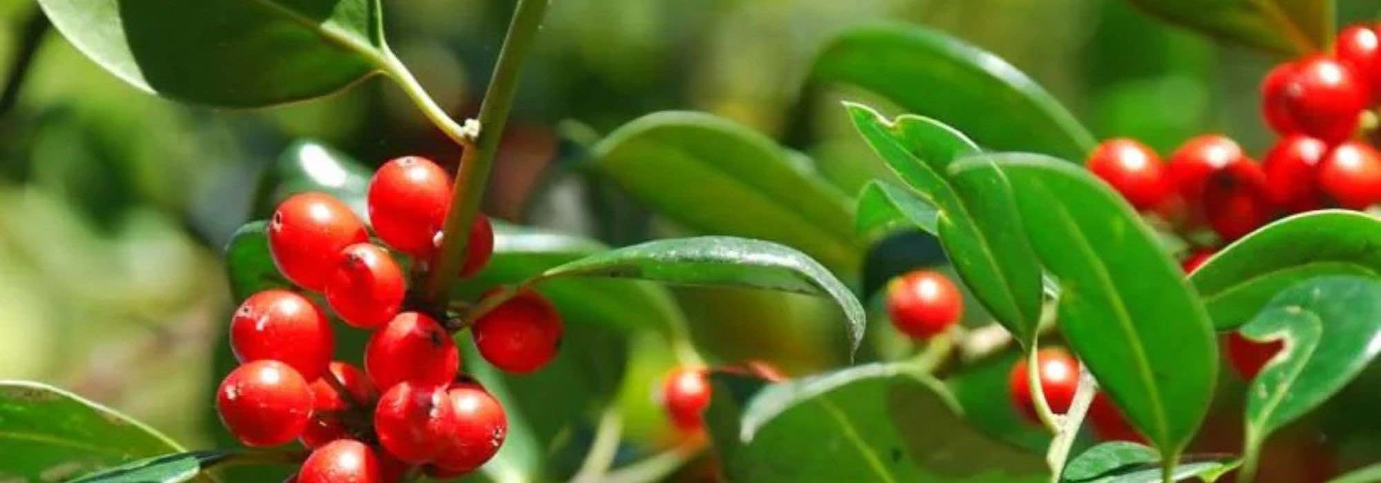 Dornenlose Stechpalmen: elegant und zugänglich