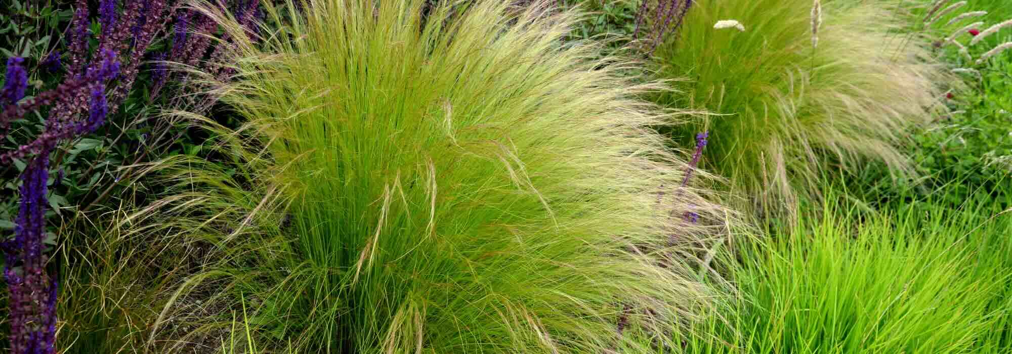 Federgras: Welche Sorte für den Garten?