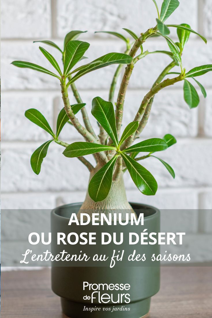 Die Wüstenrose pflegen