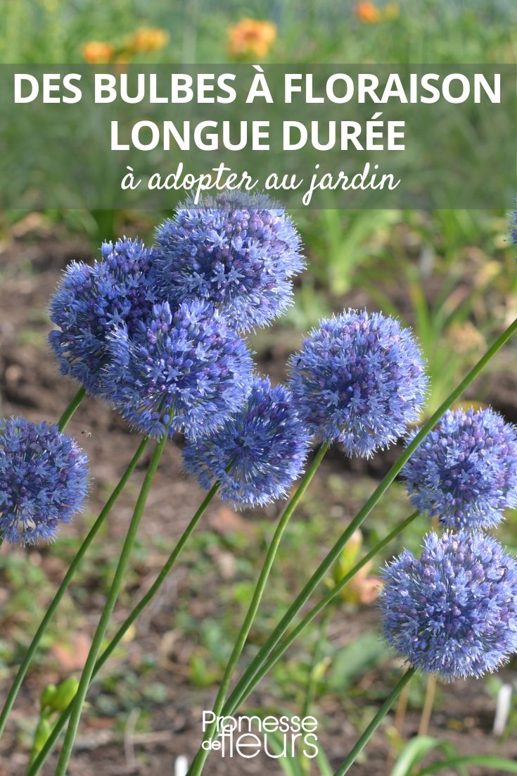 Allium
