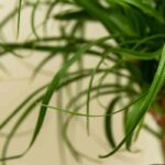 Elefantennuss – Beaucarnea: Pflege und Anbau