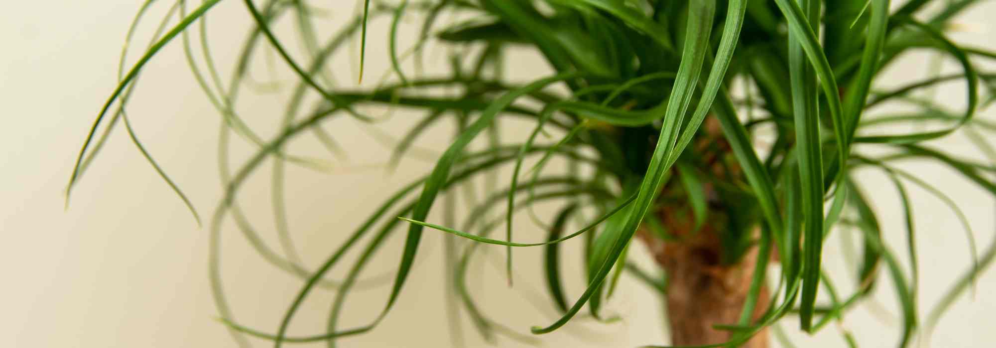 Elefantennuss – Beaucarnea: Pflege und Anbau
