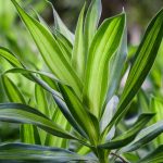 Drachenbaum: Pflanzen und Pflege
