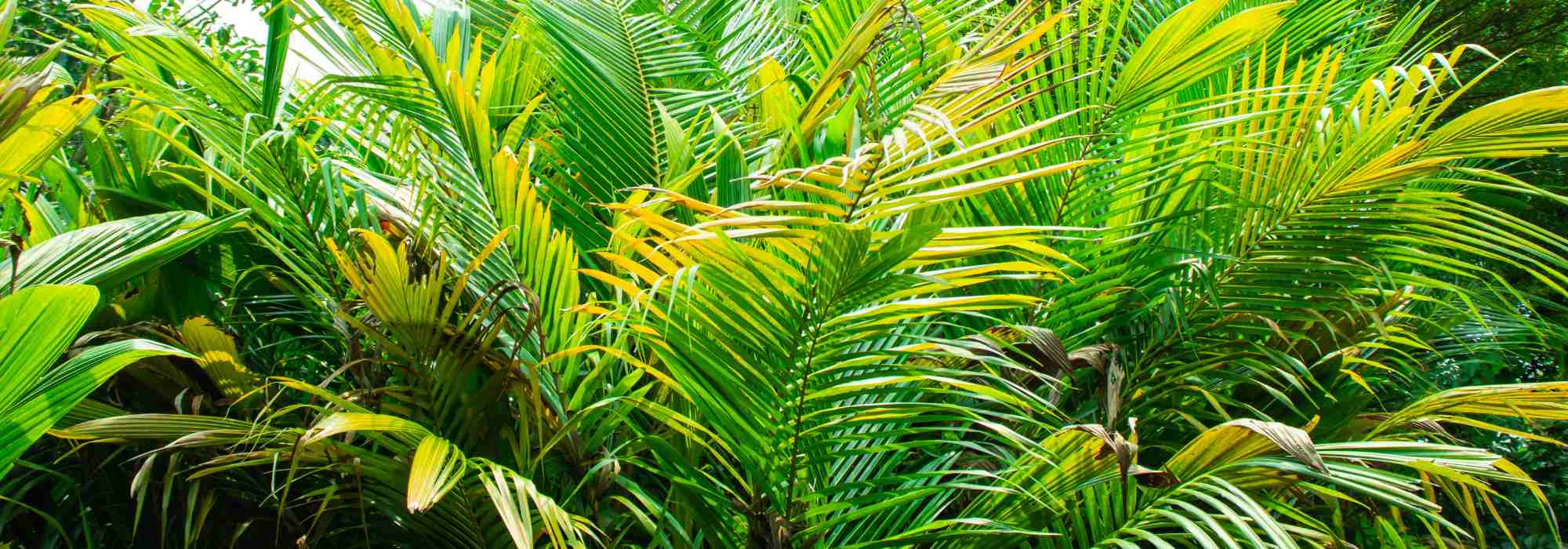 Dypsis – Betelpalme pflegen
