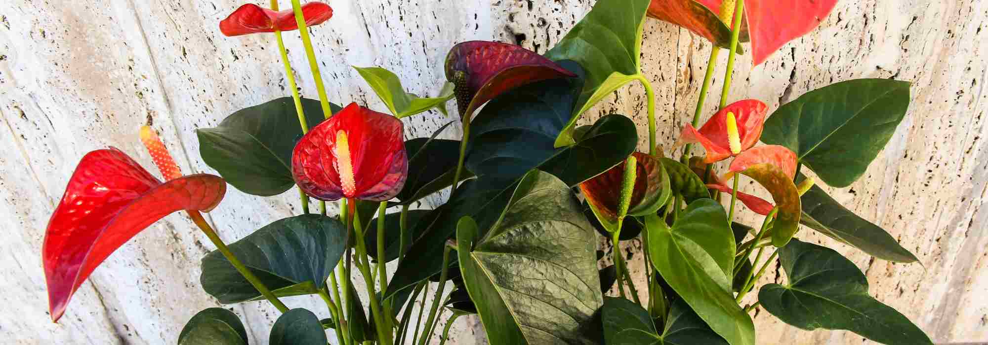 Flamingoblume: Krankheiten & Parasiten erkennen