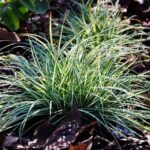 Carex vermehren?
