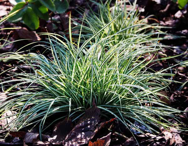 Carex vermehren?