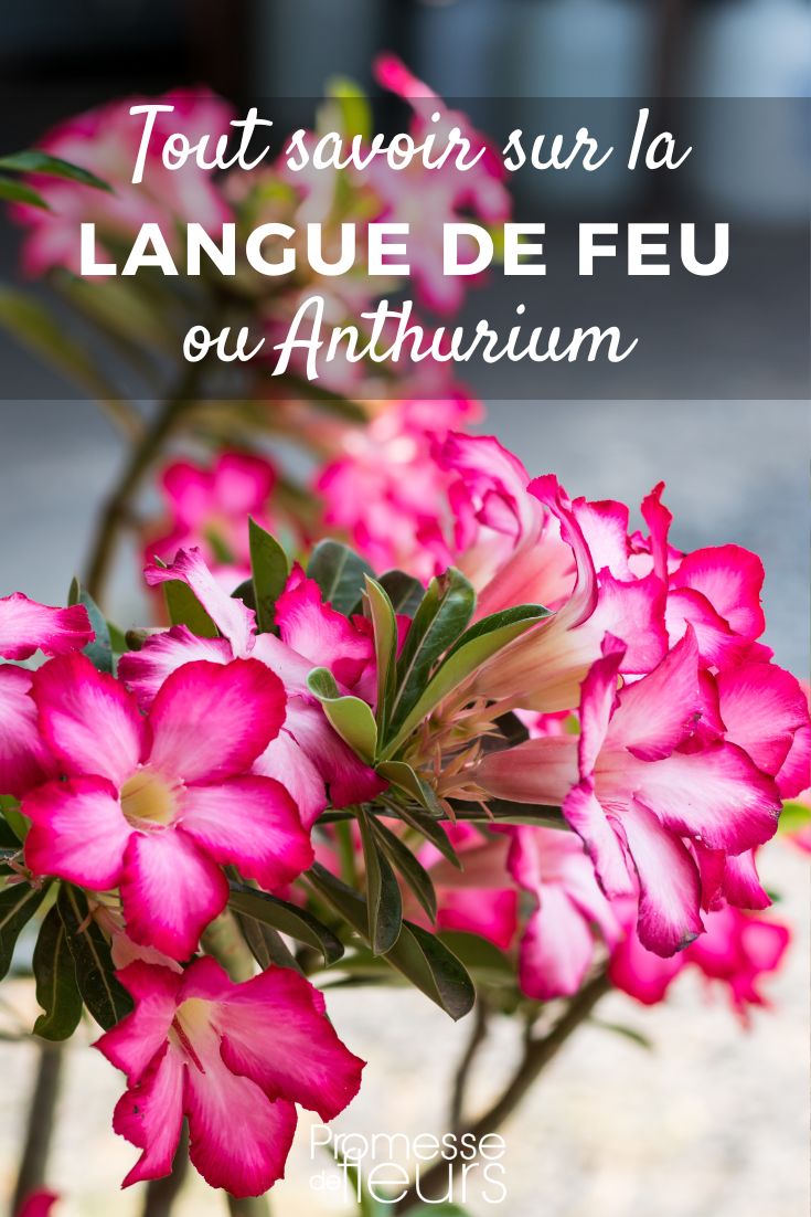 ALLES über die Wüstenrose