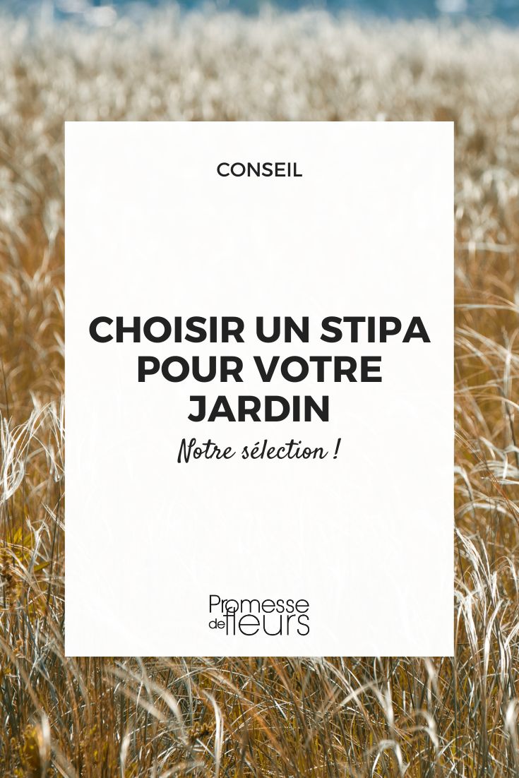 Stipa (Federgras)