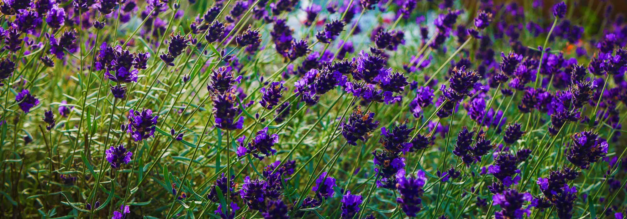 Future Dusk: Blauviolett belebt den Garten
