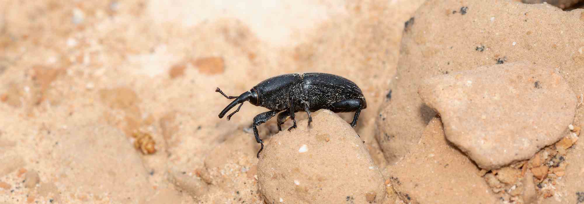 Agavenrüsselkäfer: Erkennen, bekämpfen, vorbeugen