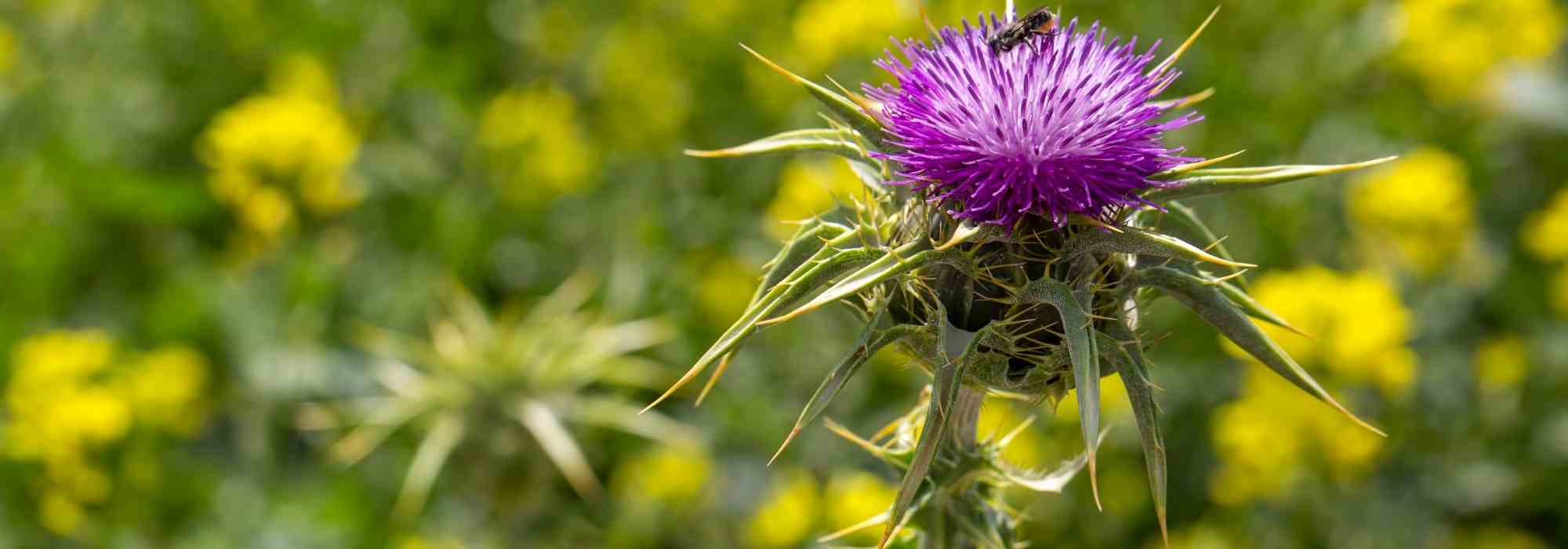 Mariendistel anbauen: Heilpflanze mit Wirkung