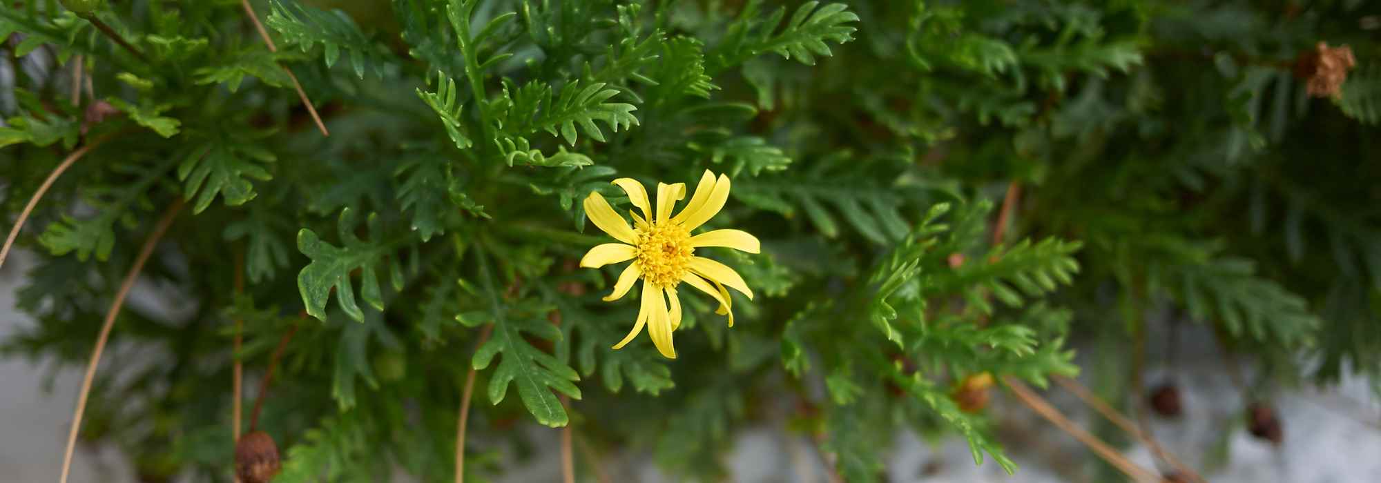 Krankheiten und Schädlinge der Goldmargerite