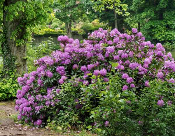 Alpenrose einfach absenken?