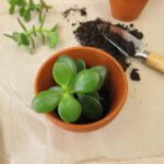 Crassula vermehren?