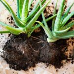Aloe vermehren: einfach und schnell