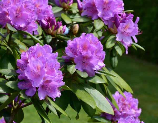 Alpenrose durch Stecklinge vermehren