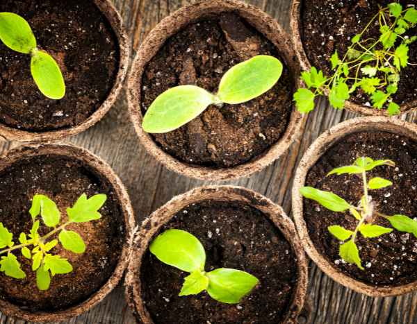 Garten für Anfänger: Aussaat in 7 einfachen Schritten