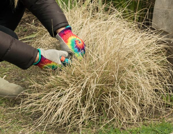 Ruten-Hirse/Panicum: Rückschnitt – wann, wie?