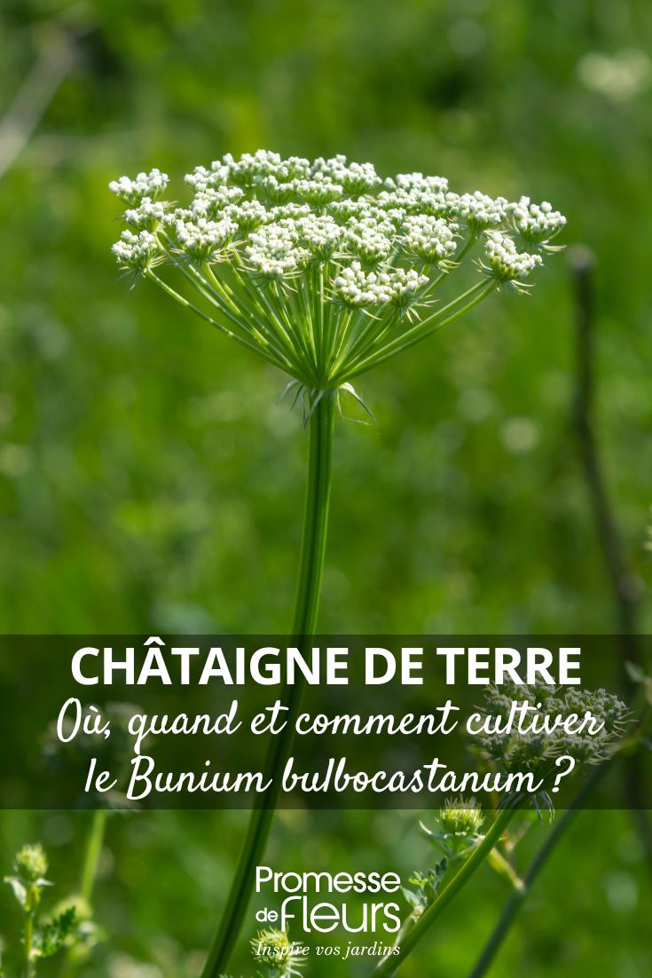 Erdnusskastanie anbauen – wo, wann und wie (1) Bunium bulbocastanum