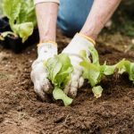 Anfänger-Garten: Jungpflanzen pikieren in 5 Schritten