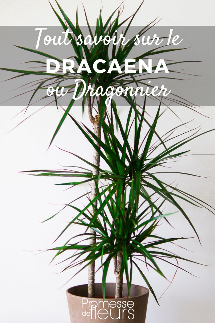 Alles über den Drachenbaum