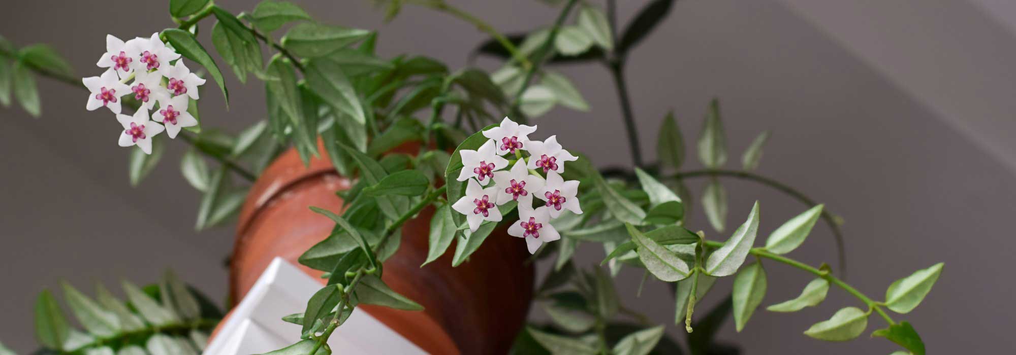 Hoya, Porzellanblume: Kultur und Pflege