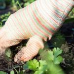 Garten für Anfänger: Unkraut leicht ohne Chemie jäten?