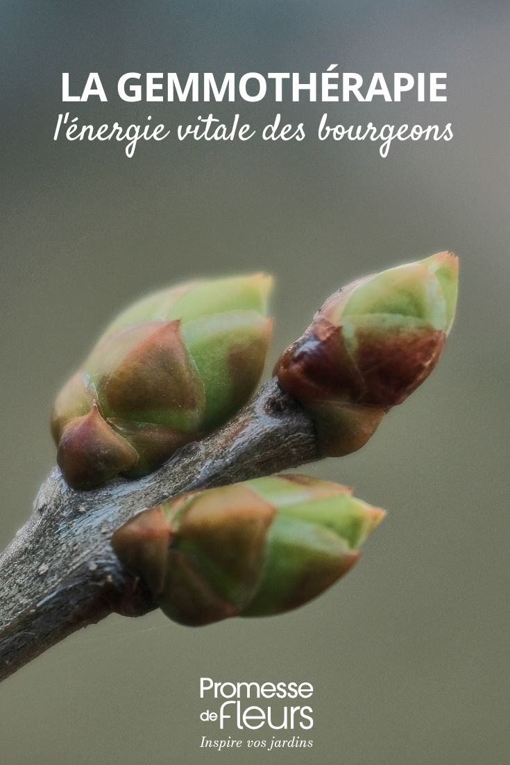 die Vorteile von Knospen