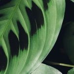 Pfeilwurz – Gebetspflanze: Anbau und Pflege