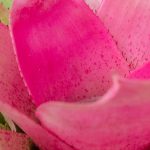Neoregelia: Pflege und Kultur