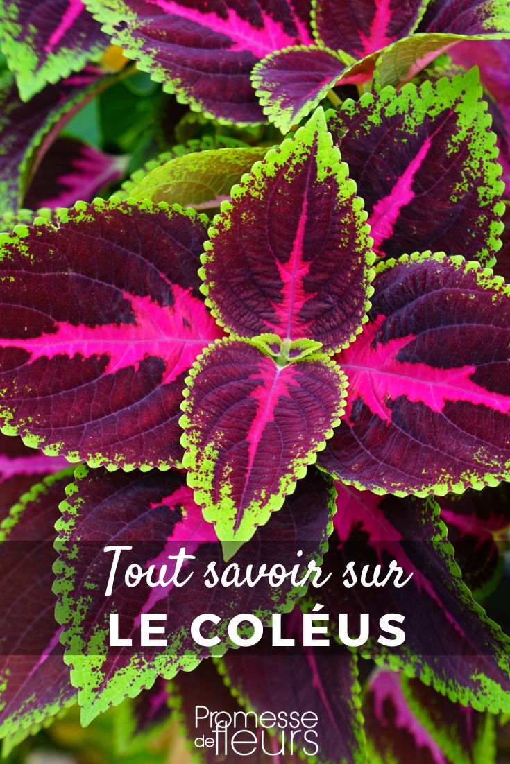 Blätter des Buntnessel (Coleus)
