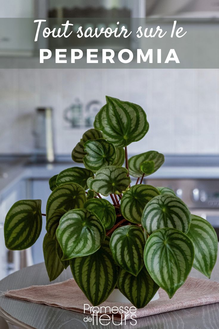 Peperomia Wassermelone